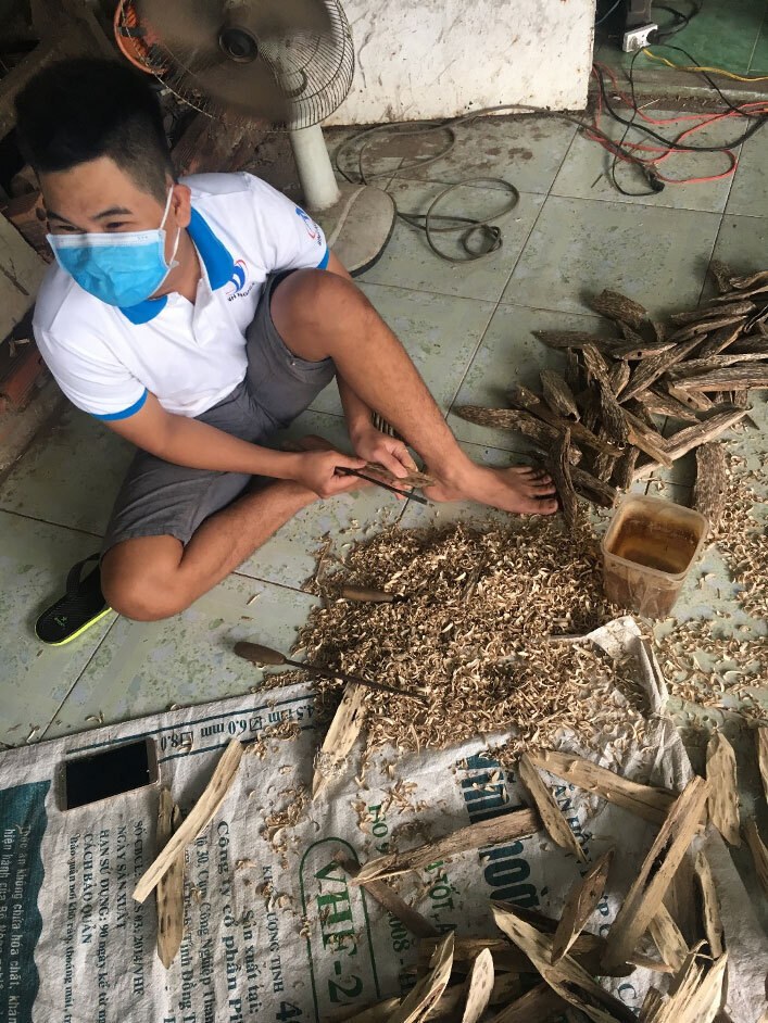 Suche nach Aquilaria Harz