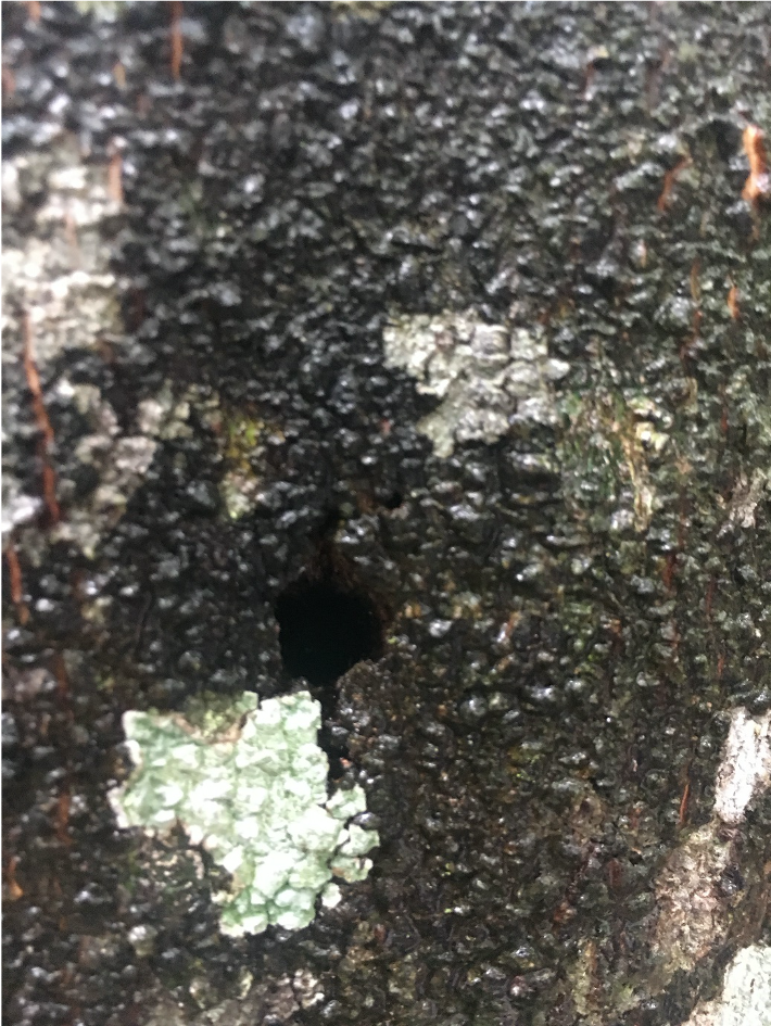 Aquilaria holz loch 2