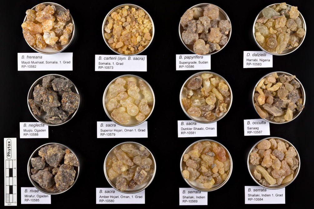 verschiedene Arten und Qualitäten von Boswellia