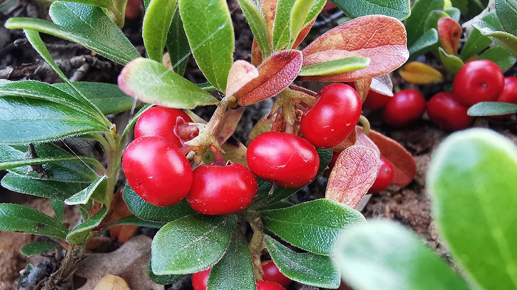 Uva ursi
