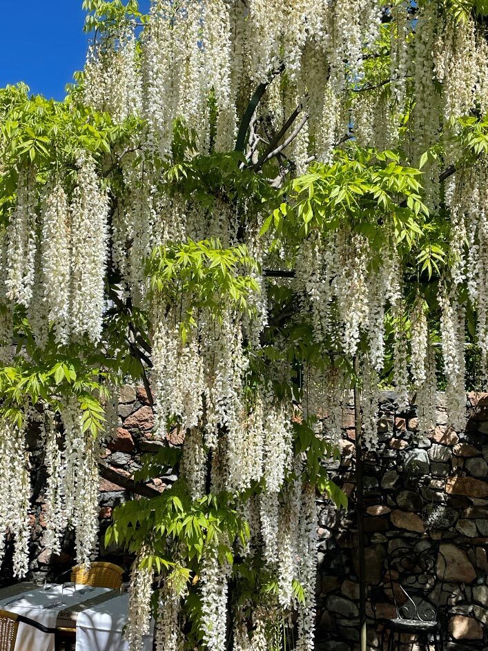 Chinas pflanzen wisteria weiss