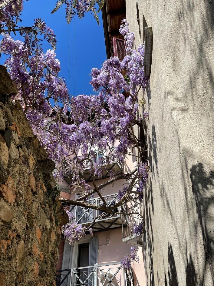 Chinas pflanzen wisteria