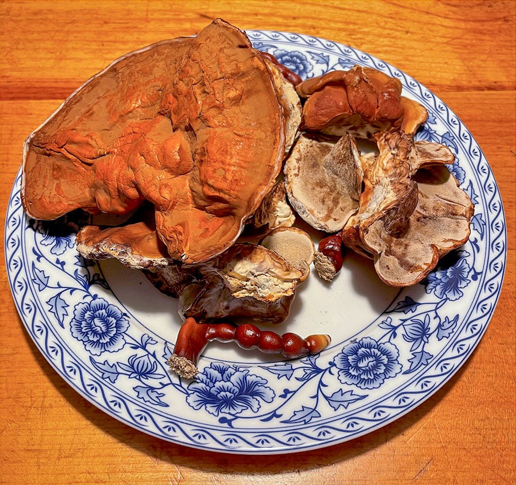 Linghzi fruchtkoerper