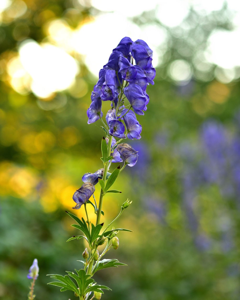 Eisenhut, Aconitum napellus, das europäische Pendant zum chinesischen Aconitum carmichaeli