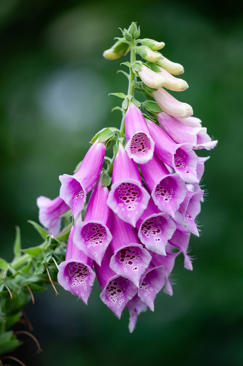 Fingerhut (Digitalis)