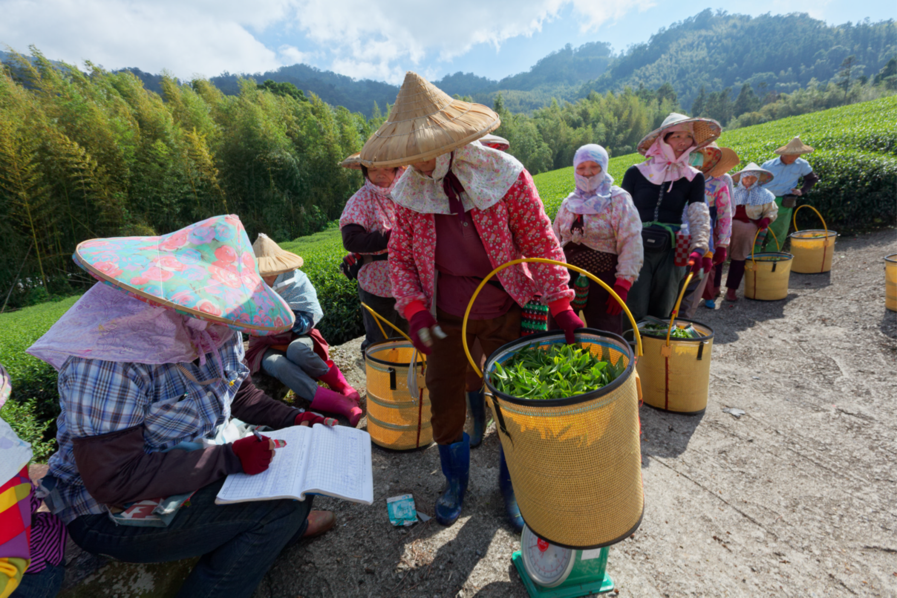 Teepflückerinnen werden per Kilo gepflückte Ware entlöhnt