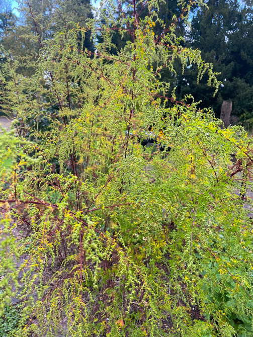 Artemisia annua – Qing Hao