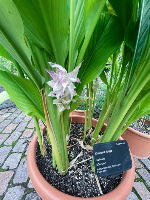Curcuma longa – Jiang Huang