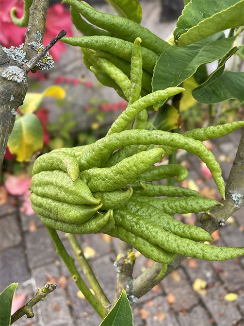 Fingercitrus - Buddhas Hand – Fo Shou - Citrus medica L. var. Sarcodactylis