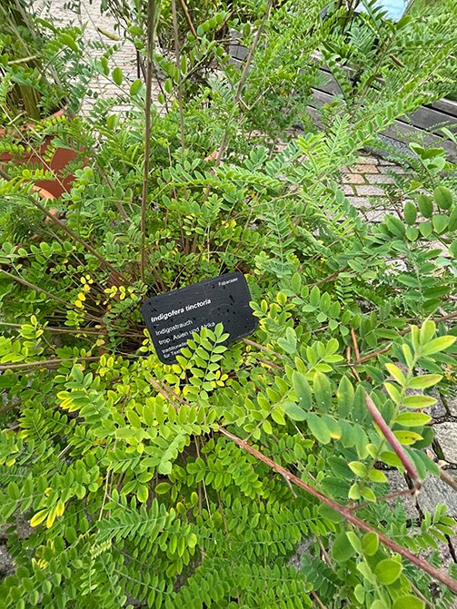 ein Lieferant von Indigo (Qing Dai): Indigofera tinctoria