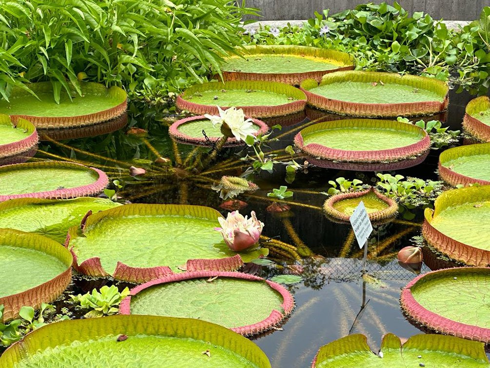 Victoria amazonica