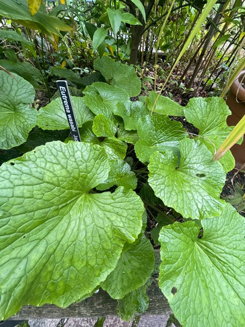 Wasabi (Eutrema japonicum)